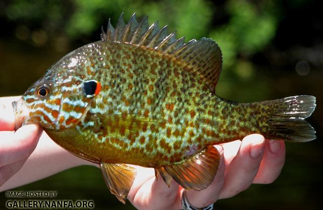 Lepomis gibbosus male2 by BZ