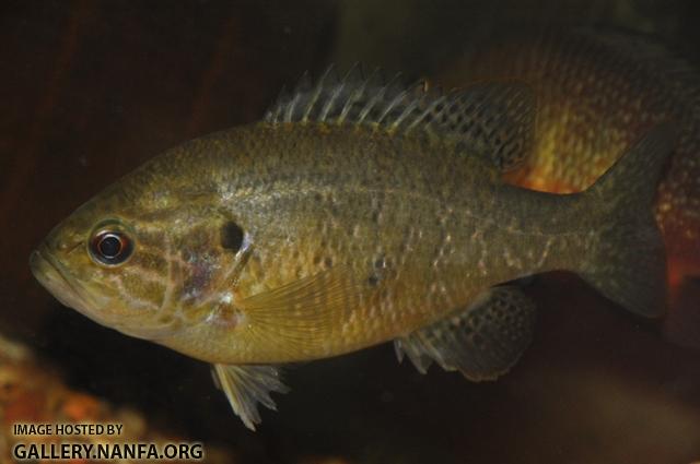 Lepomis gulosus female1 by BZ