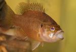 Lepomis gulosus female2 by BZ