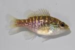 Lepomis gulosus juvenile1 by BZ