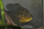 Lepomis gulosus male3 by BZ