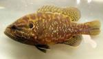 Lepomis gulosus male4 by BZ