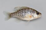 Lepomis humilis female2 by BZ