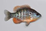Lepomis humilis male1 by BZ