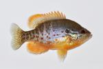 Lepomis humilis male5 by BZ