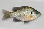 Lepomis macrochirus macrochirus female1 by BZ