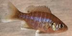 Lepomis macrochirus macrochirus juvenile1 by BZ