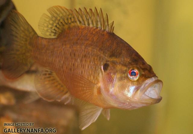 Lepomis gulosus female2 by BZ