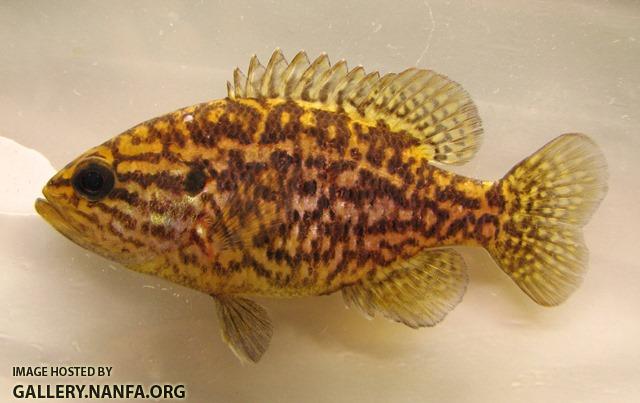 Lepomis gulosus female4 by BZ