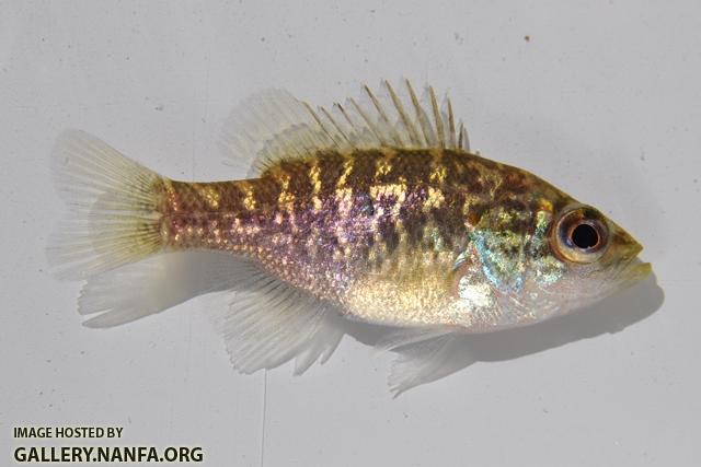 Lepomis gulosus juvenile1 by BZ