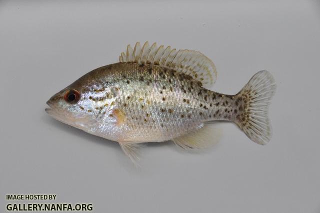 Lepomis humilis female1 by BZ