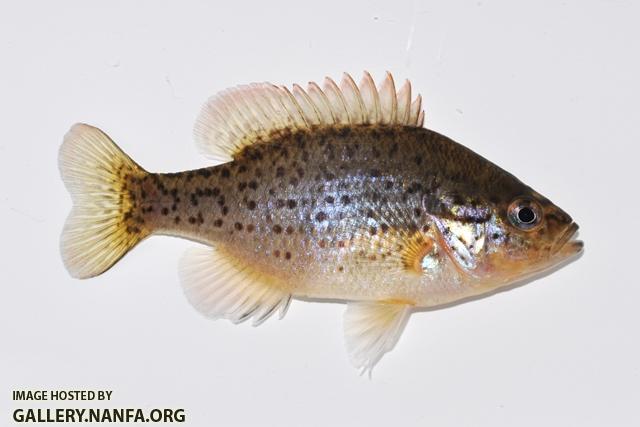 Lepomis humilis female4 by BZ