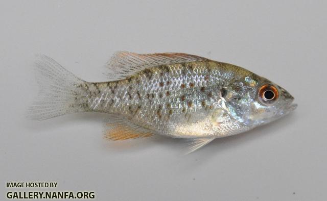 Lepomis humilis juvenile1 by BZ