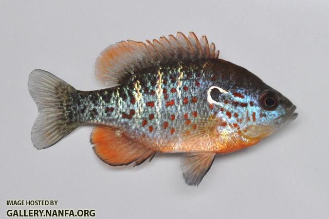 Lepomis humilis male1 by BZ