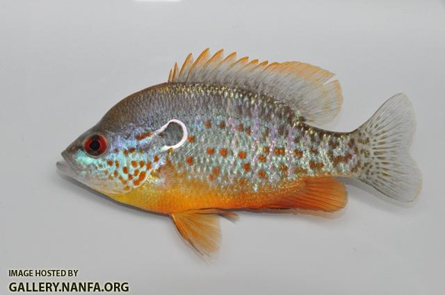 Lepomis humilis male2 by BZ