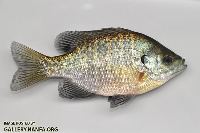 Lepomis macrochirus macrochirus female1 by BZ