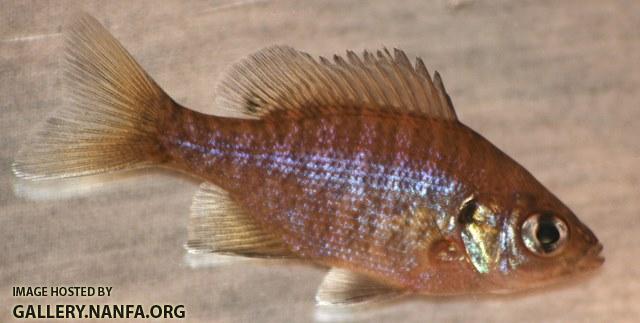 Lepomis macrochirus macrochirus juvenile1 by BZ