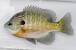 Lepomis macrochirus macrochirus male1 by BZ