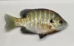 Lepomis macrochirus macrochirus male3 by BZ