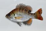 Lepomis macrochirus mystacalis 1 by BZ