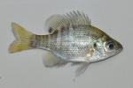 Lepomis macrochirus mystacalis juvenile1 by BZ