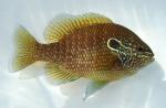 Lepomis marginatus eastern male1 by JZ