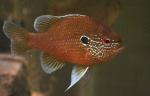 Lepomis marginatus eastern male2 by BZ