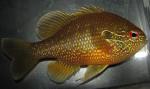 Lepomis marginatus eastern male3 by BZ