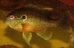 Lepomis marginatus eastern male4 by BZ