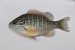 Lepomis marginatus western female1 by BZ