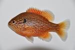 Lepomis marginatus western male young1 by BZ