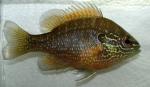 Lepomis marginatus western male young2 by BZ