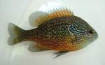 Lepomis marginatus western male1 by JZ