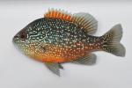 Lepomis marginatus western male2 by BZ