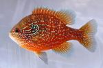 Lepomis marginatus western male4 by BZ