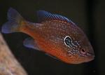 Lepomis marginatus western male5 by BZ