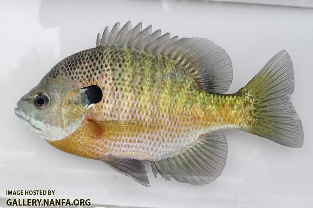 Lepomis macrochirus macrochirus male1 by BZ