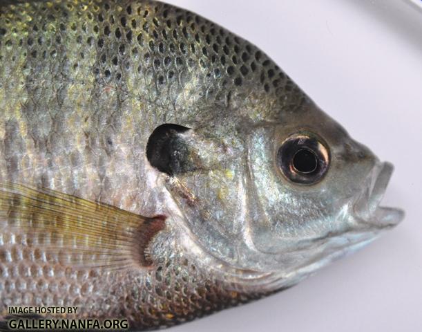 Lepomis macrochirus macrochirus male2 by BZ