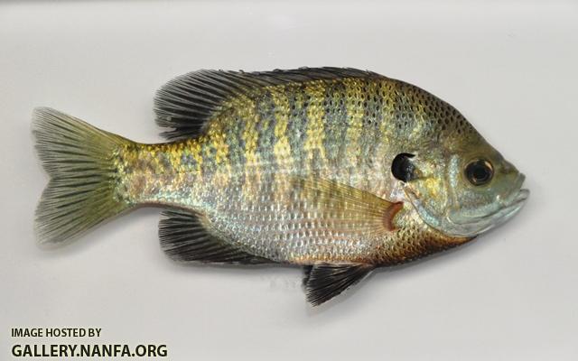 Lepomis macrochirus macrochirus male3 by BZ