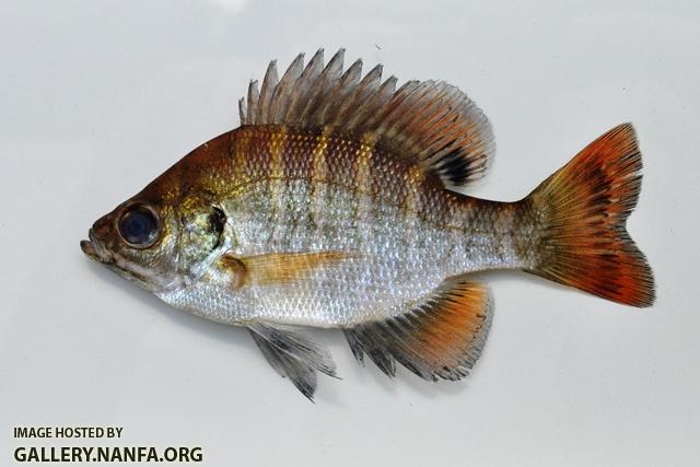 Lepomis macrochirus mystacalis 1 by BZ