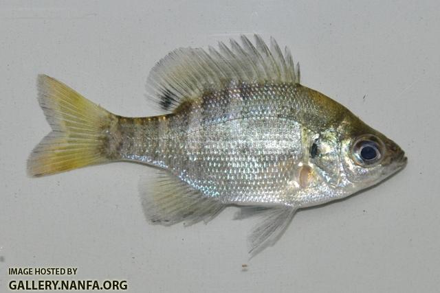 Lepomis macrochirus mystacalis juvenile1 by BZ