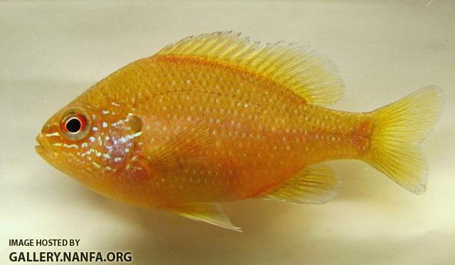 Lepomis marginatus eastern female1 by BZ