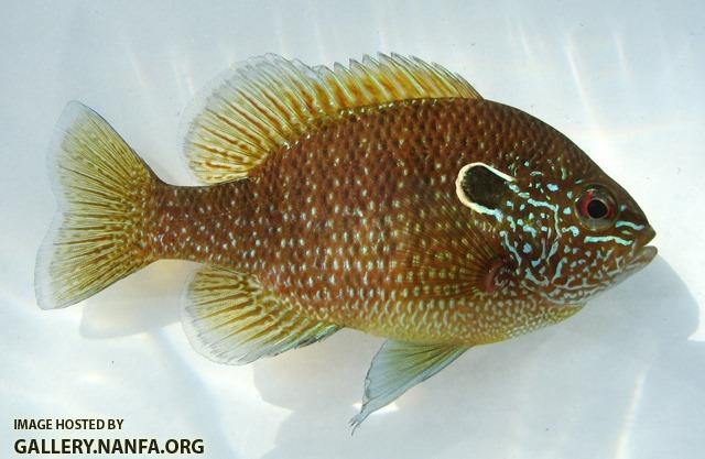 Lepomis marginatus eastern male1 by JZ