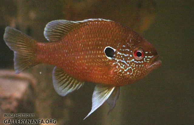 Lepomis marginatus eastern male2 by BZ