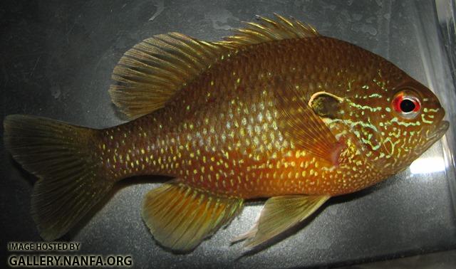 Lepomis marginatus eastern male3 by BZ