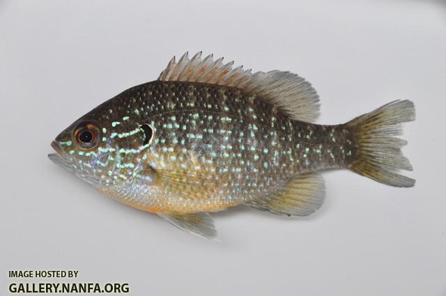 Lepomis marginatus western female1 by BZ