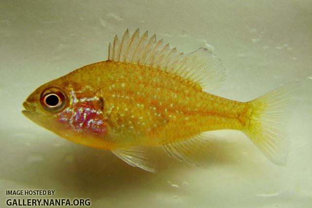 Lepomis marginatus western juvenile1 by BZ