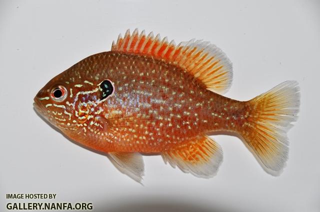 Lepomis marginatus western male young1 by BZ