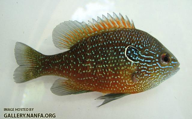 Lepomis marginatus western male1 by JZ