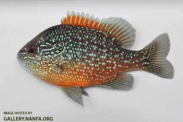 Lepomis marginatus western male2 by BZ